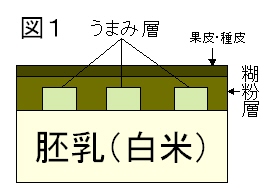 協会の想定するお米の構造